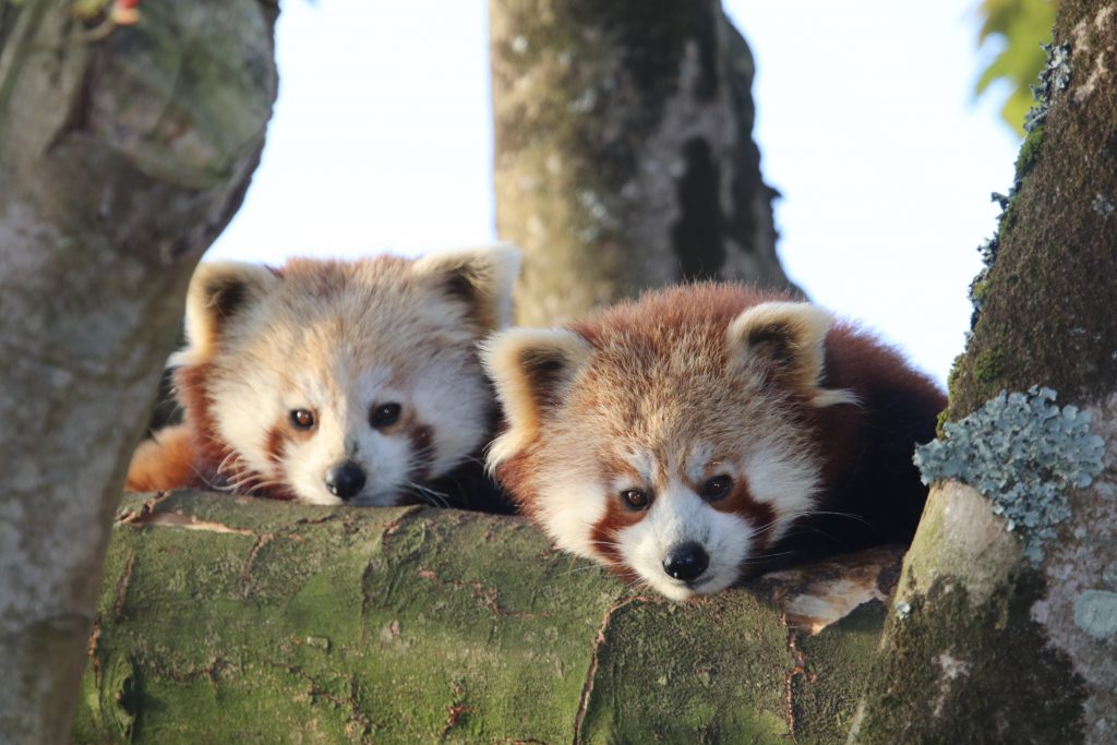 Red pandas Suri & Scarlet