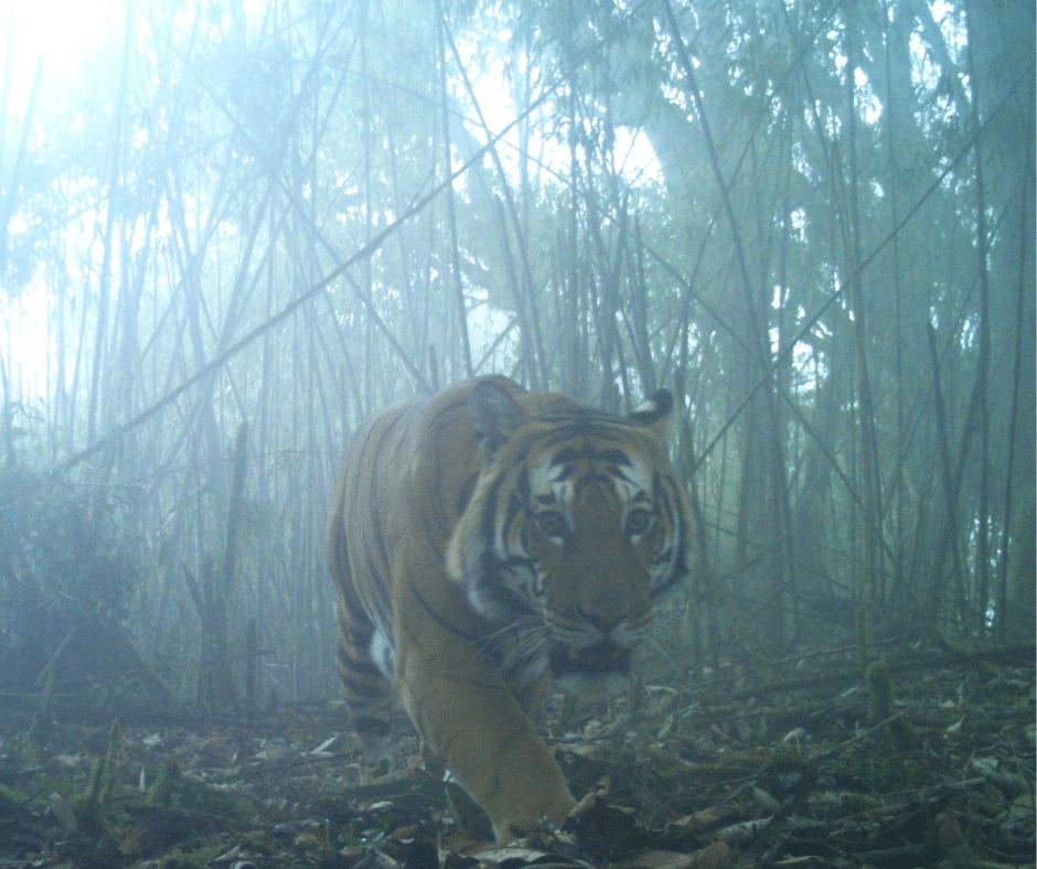Tiger-Bhutan_FB_post.png