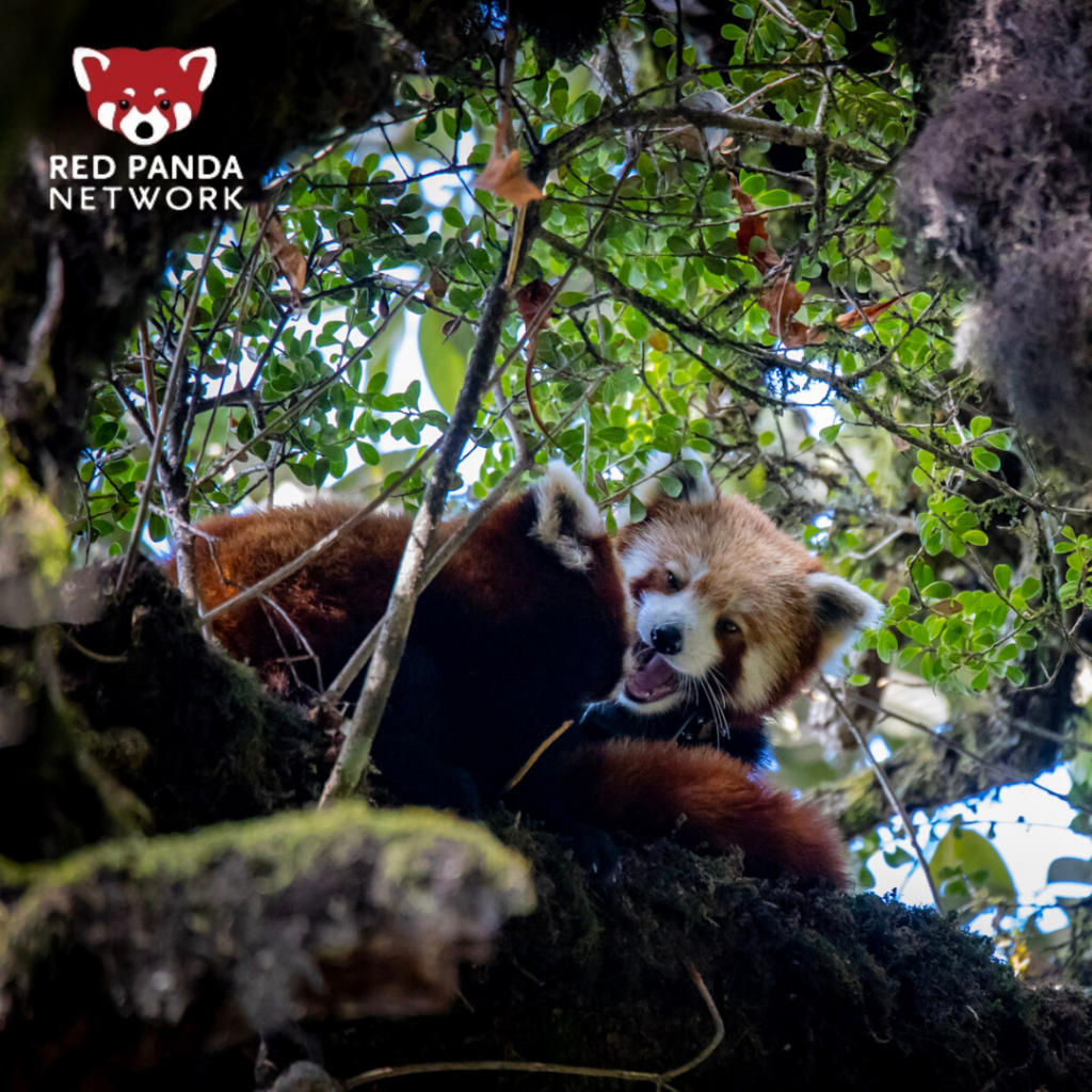 Red panda cubs during RPN ecotrip in Nepal. Photo: James Houston
