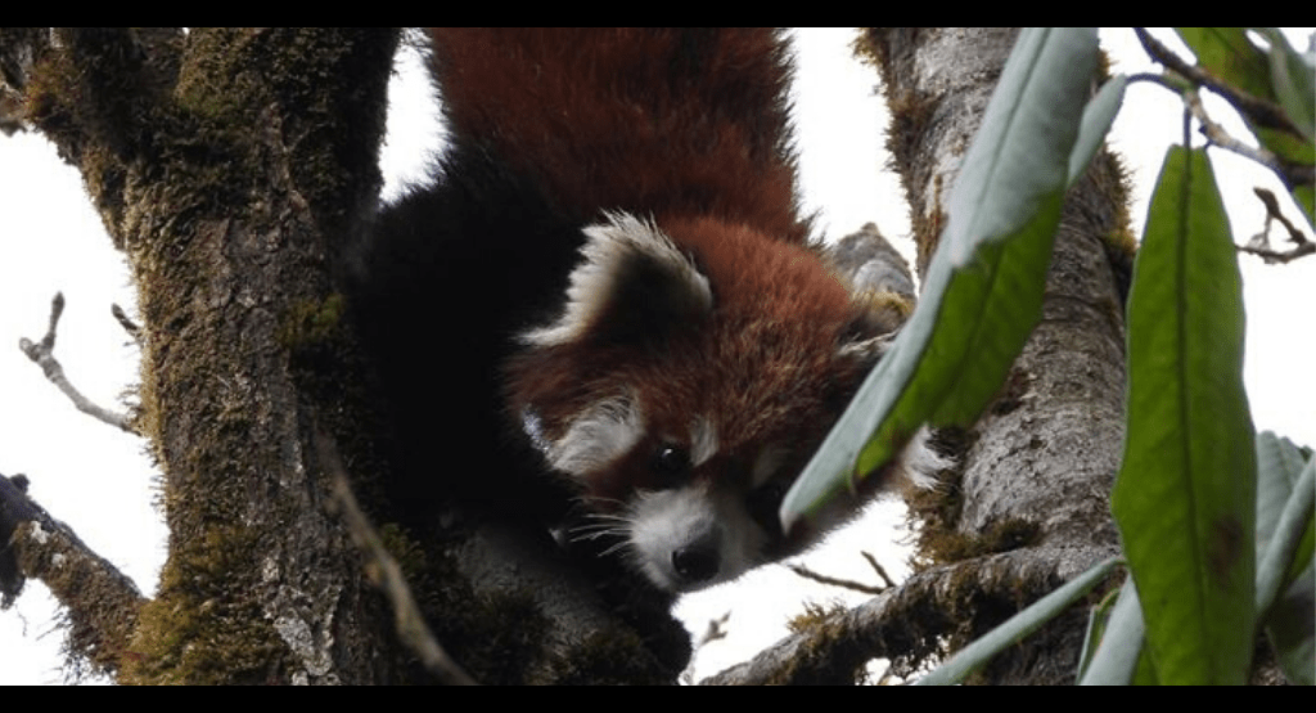 Nim Sherpa—Red Panda Steward