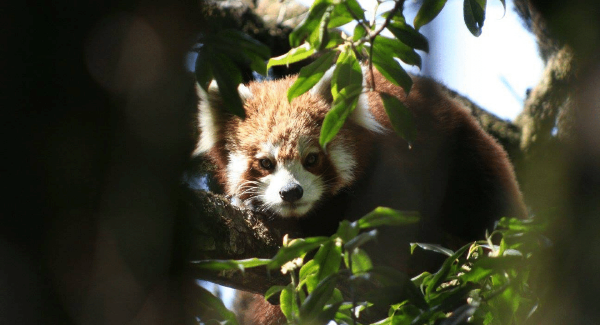 Vaccines are Saving the Lives of Red Pandas