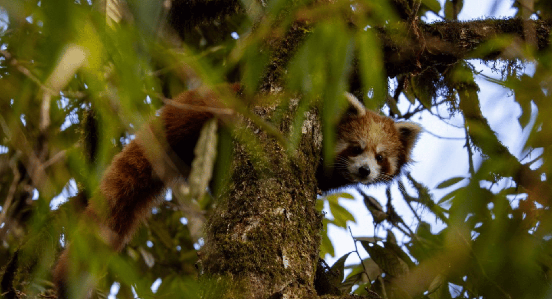 Expanding the Frontiers of Red Panda Conservation