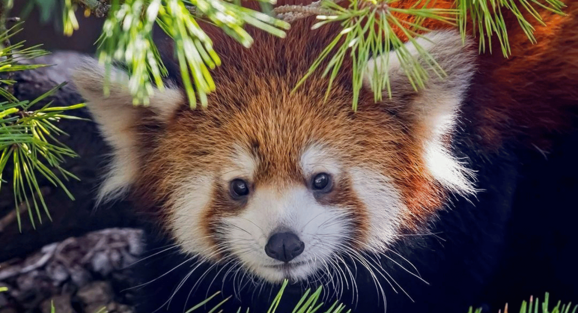 A New Home for Red Pandas