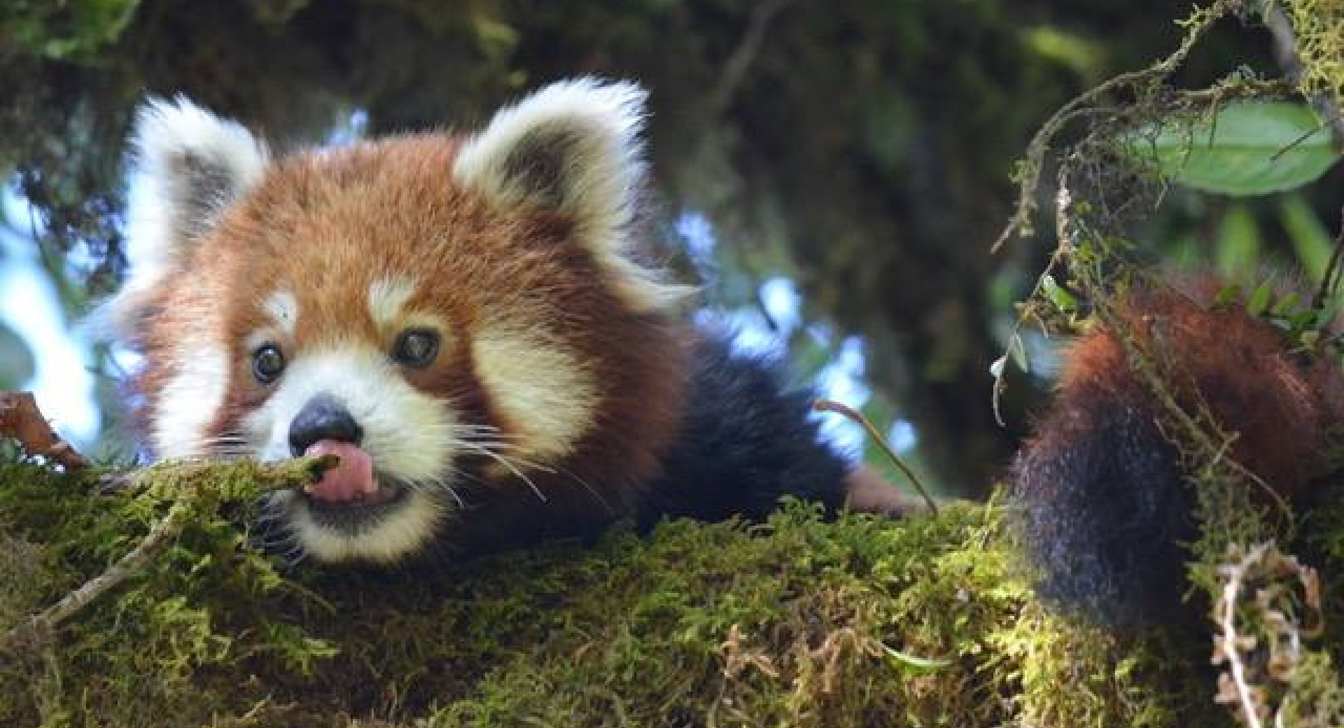 Red Panda Network EcoTrip Anyone? 10 Reasons to Go!