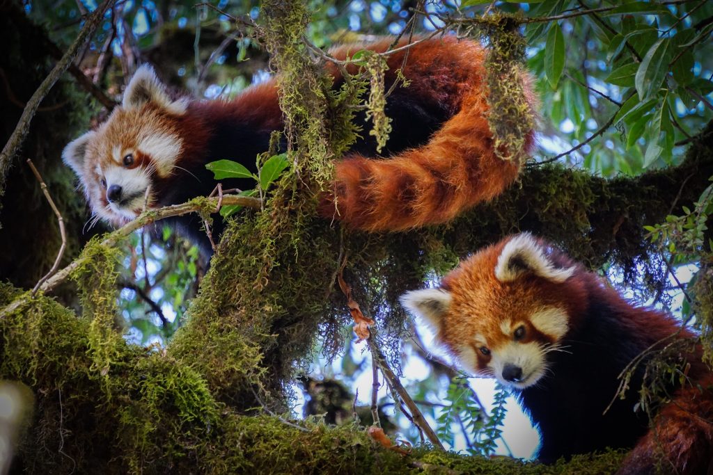 Wild Red panda in mossy tree