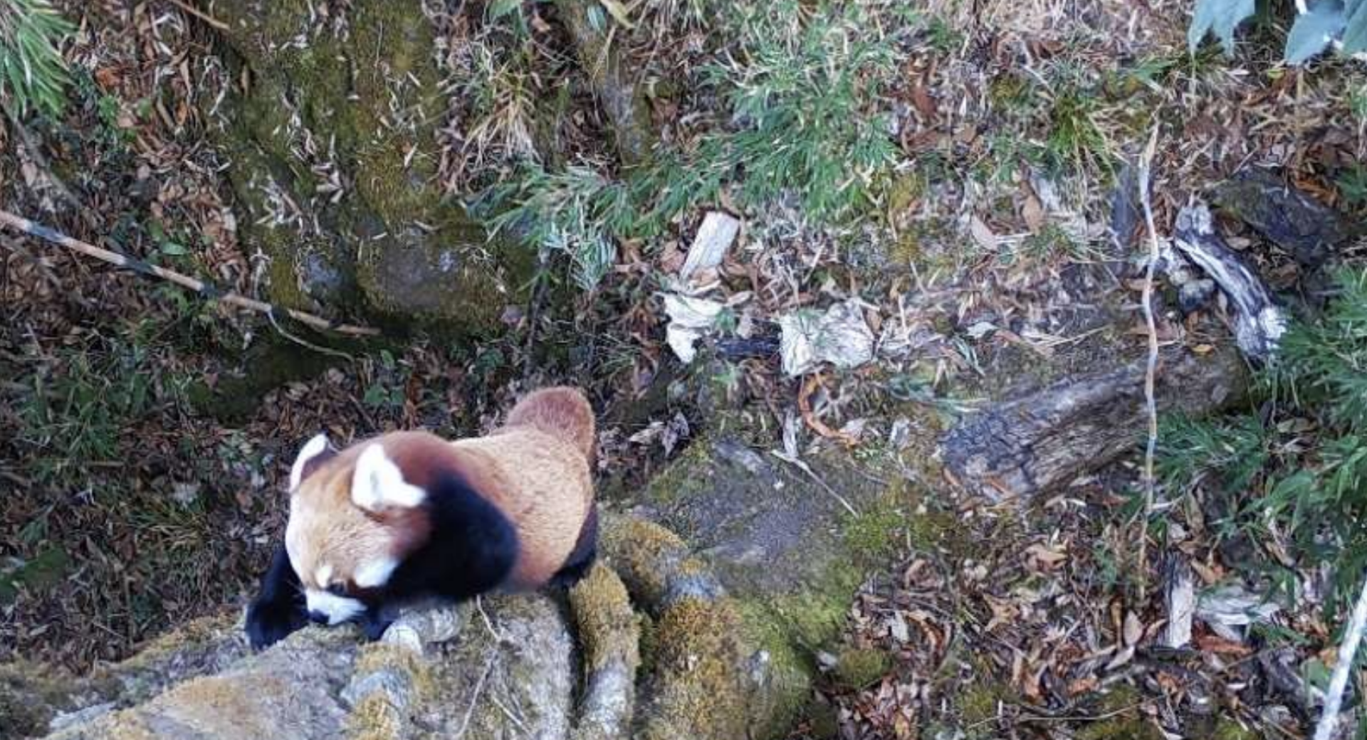 Distribution, and abundance: piloting arboreal camera trapping as a tool for monitoring endangered red panda in temperate forest of Eastern Nepal