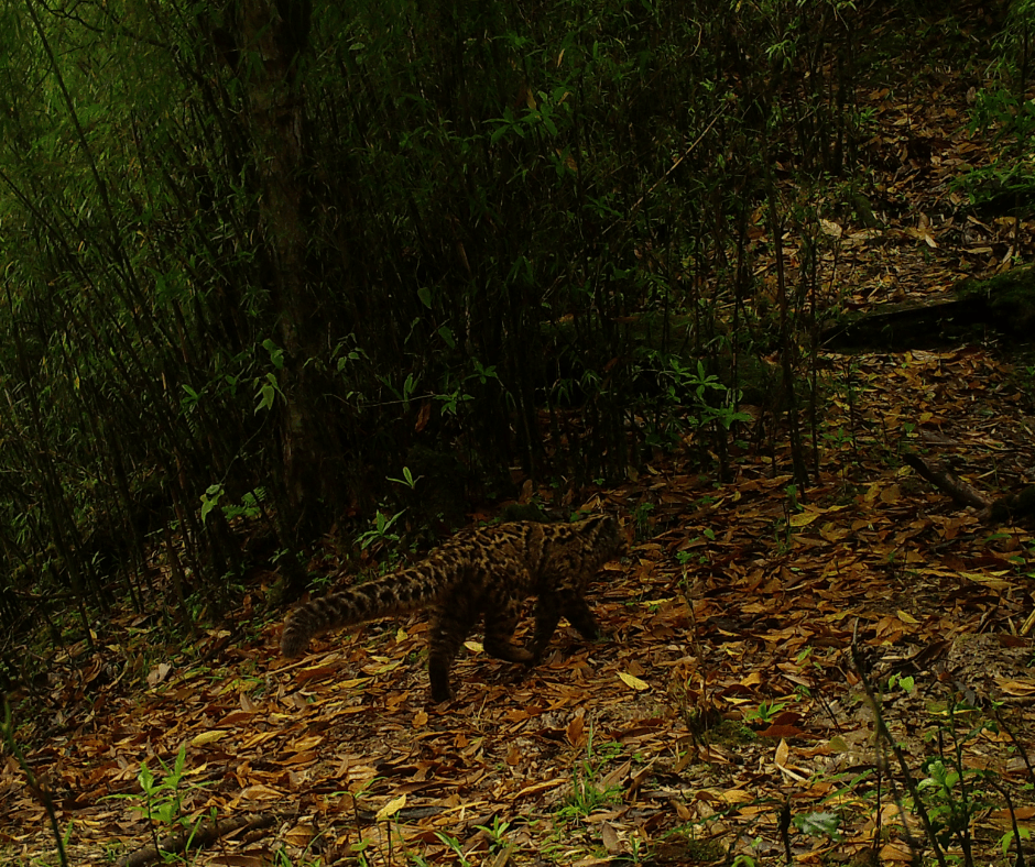 camera-trap_marbled-cat_new.png