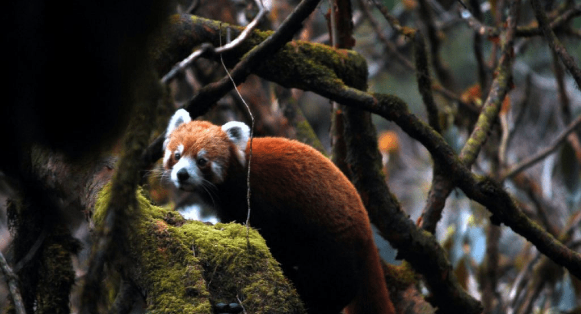 RPN Supports Nepal's First Red Panda Conservation Action Plan