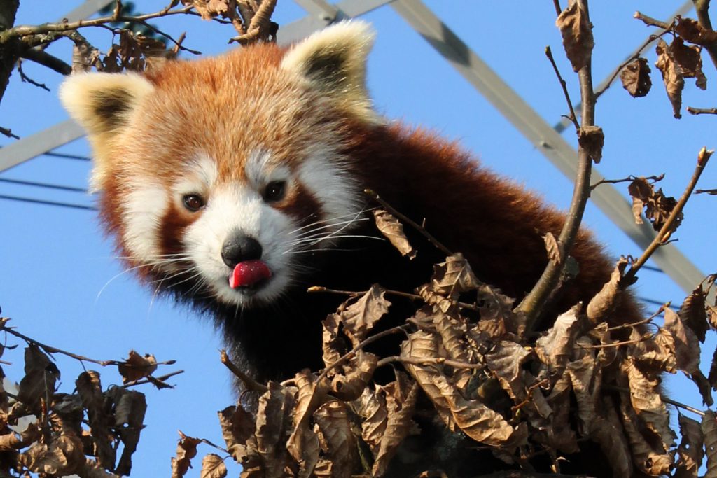 Wild red panda in Taplejung, Nepal. Photographed during RPN ecotrip