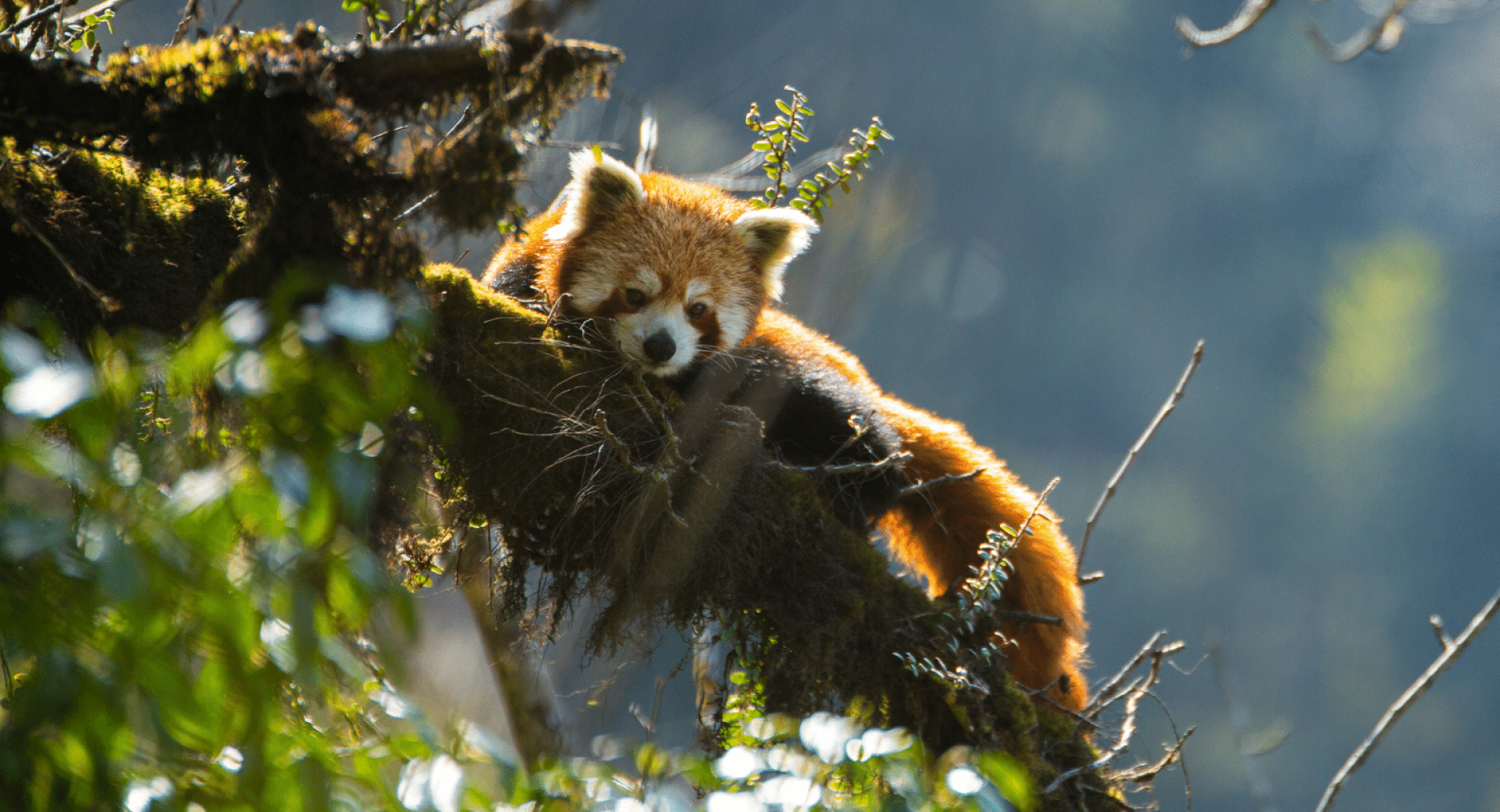 Nurseries that Nurture Forest and Red Panda Conservation