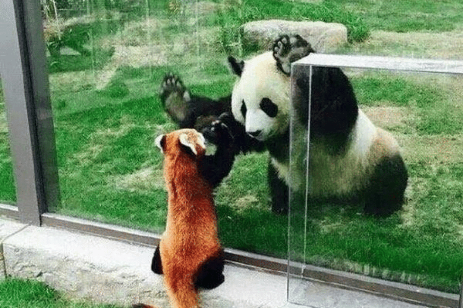 Giant Pandas Playing