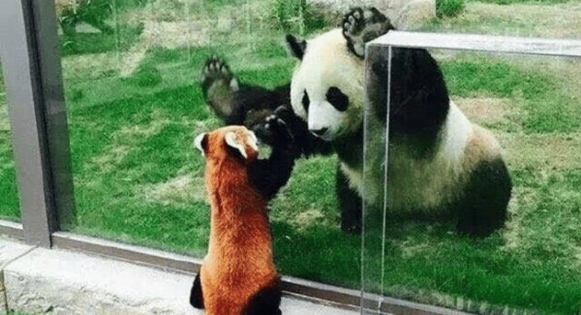 Red Panda Facts vs. Giant Panda Facts!