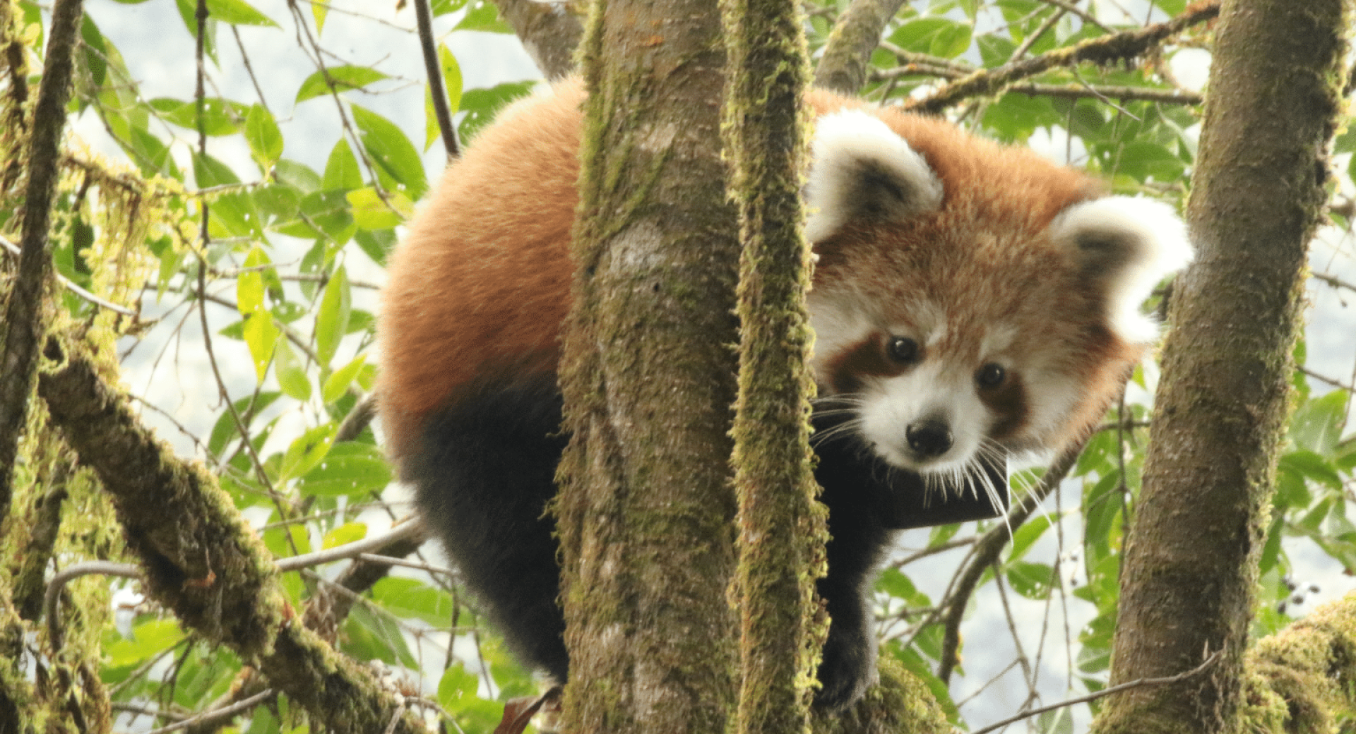 Press Release: Evidence of Growing Red Panda Numbers in Nepal