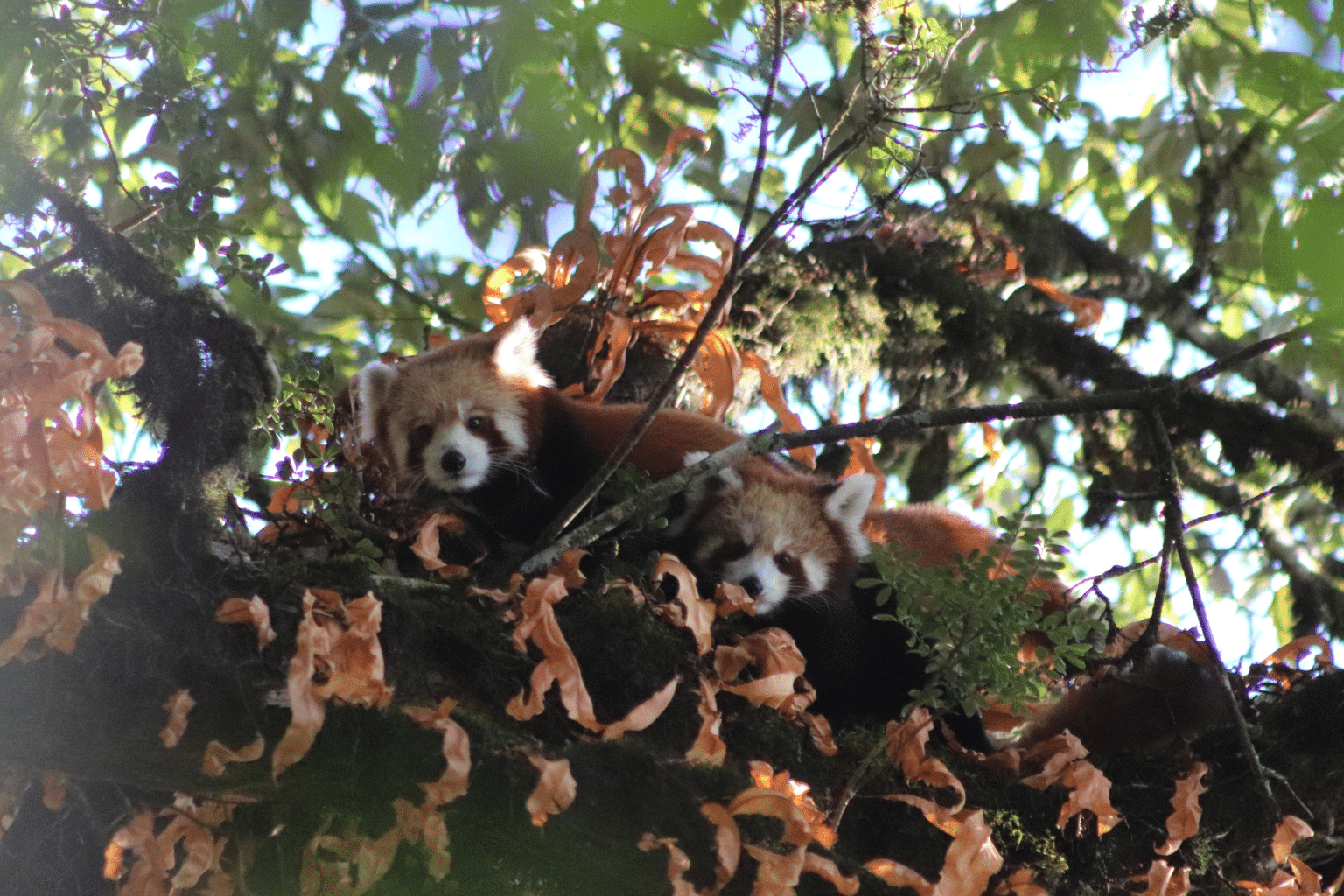 Water For Herders; Protection for Red Pandas