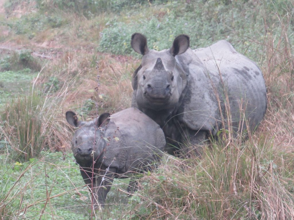 Rhinos during jeep safari