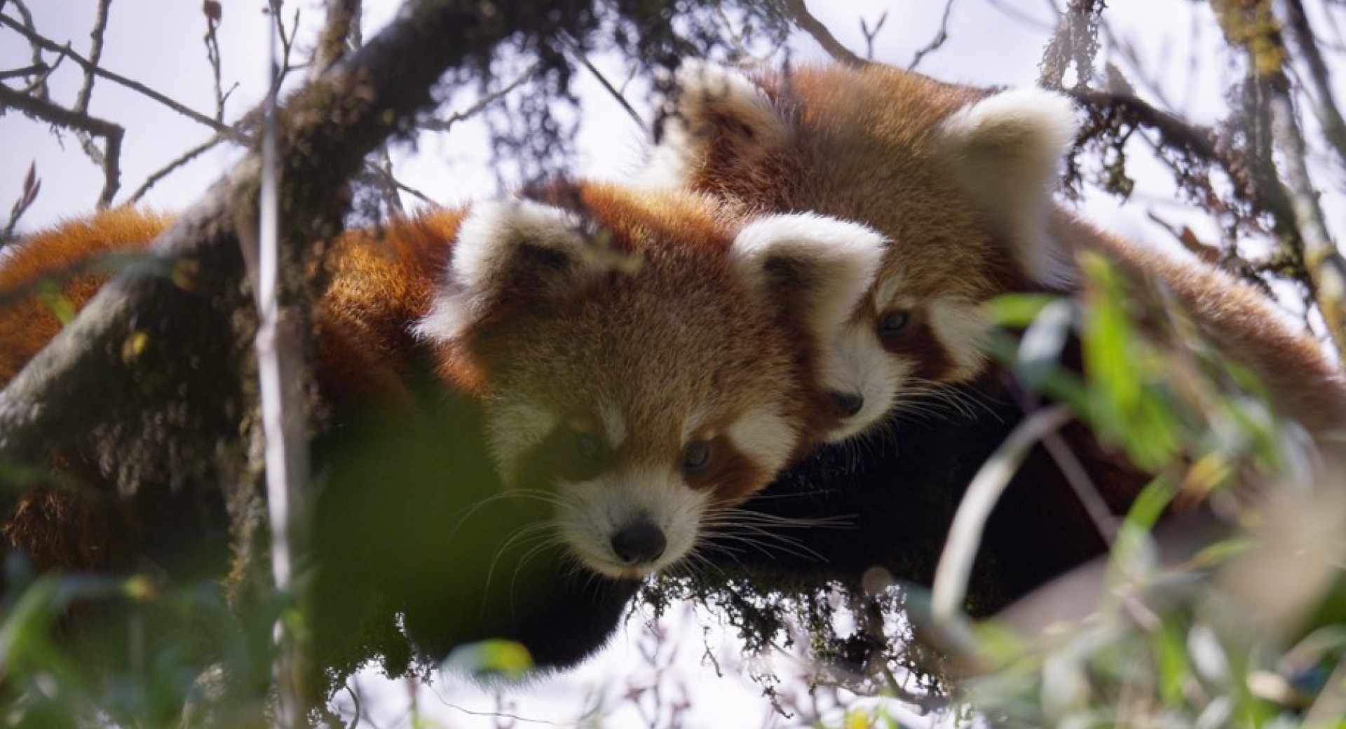 Reaching the People Who Live Among Red Pandas
