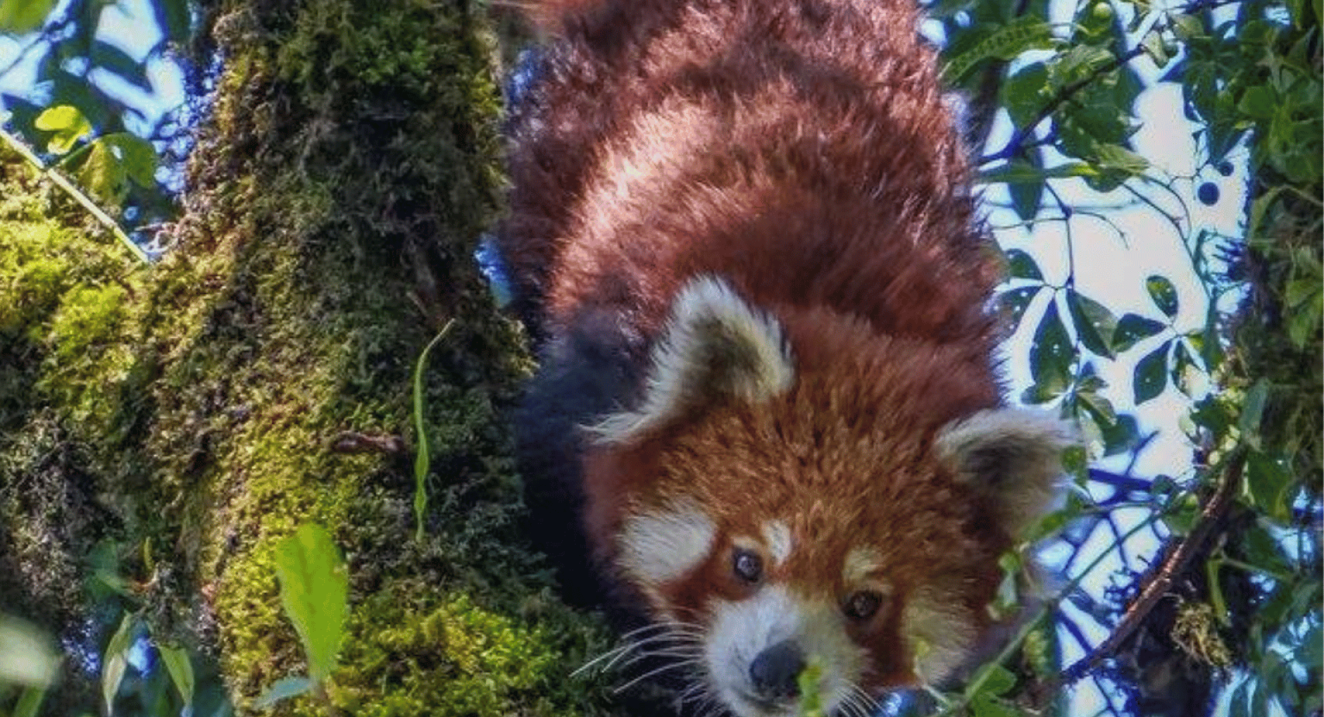 First Forest Guardians in New Red Panda Conservation Districts