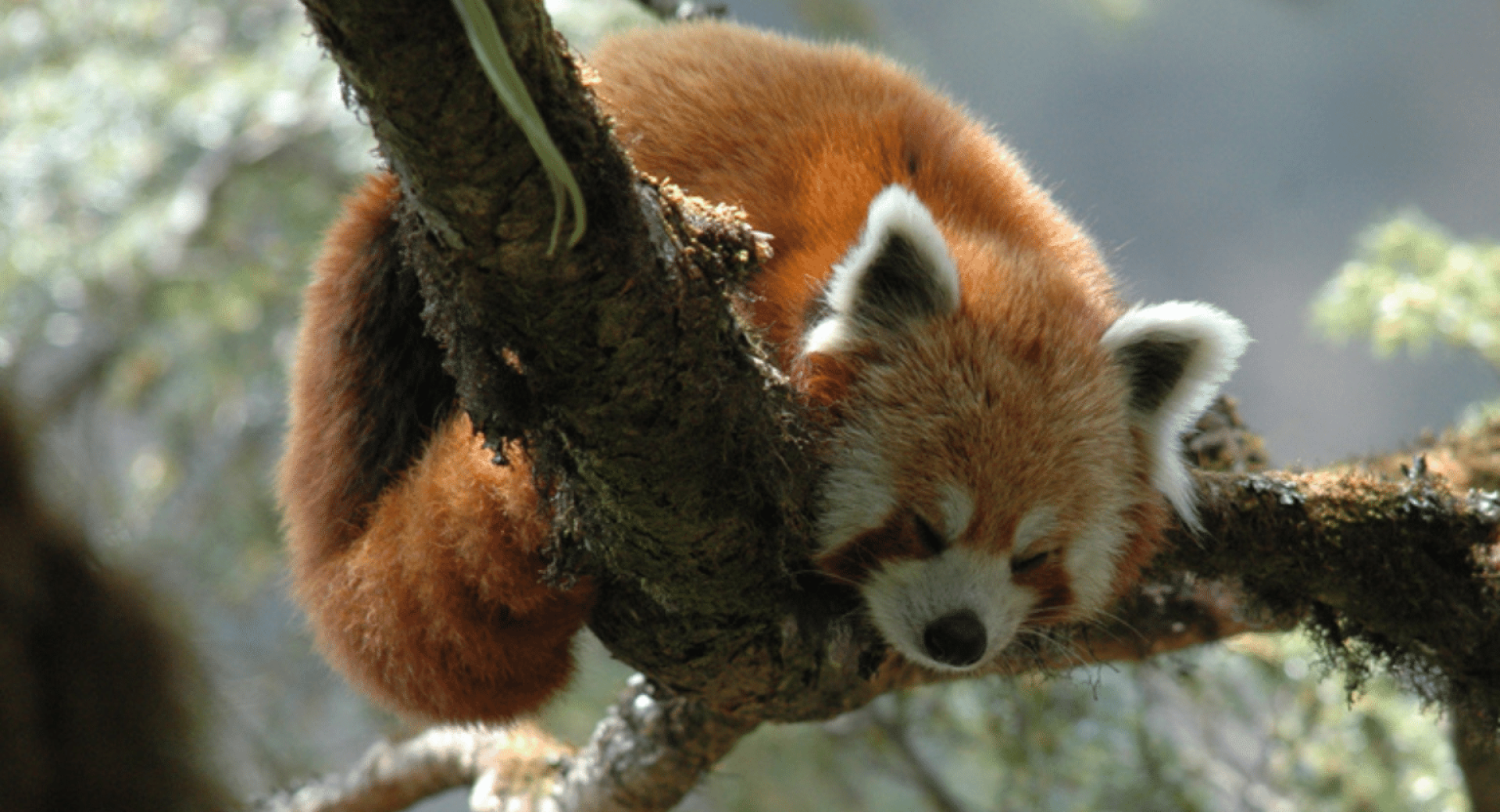 'Our Goal is Zero Panda Poaching': Q&A with Frontliners of our Campaign to Stop the Illegal Red Panda Trade