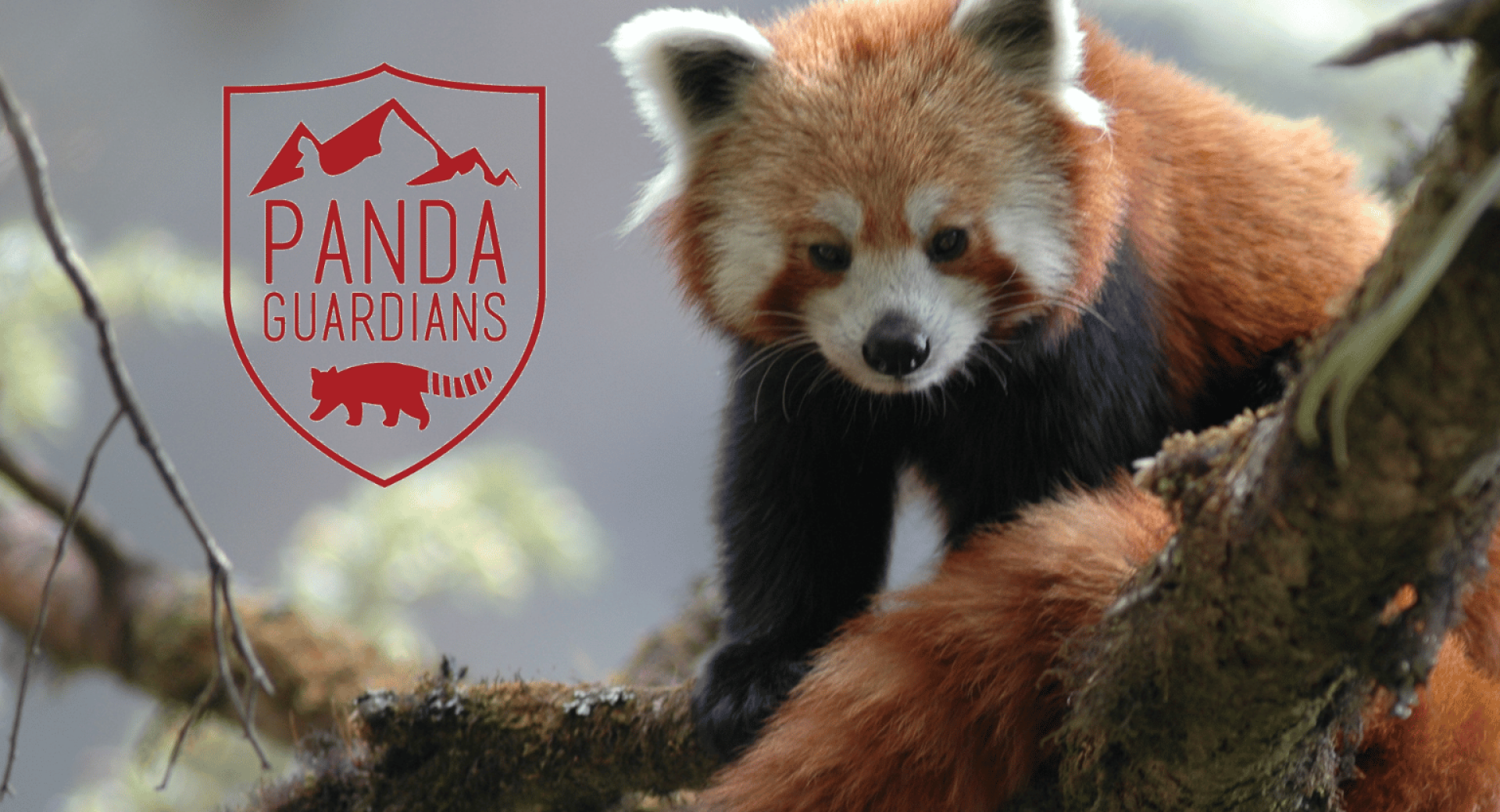 Guardians of the Red Panda: Monthly Donors