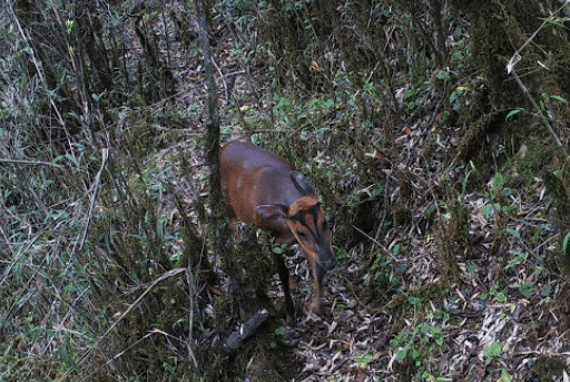 red-muntjac.png