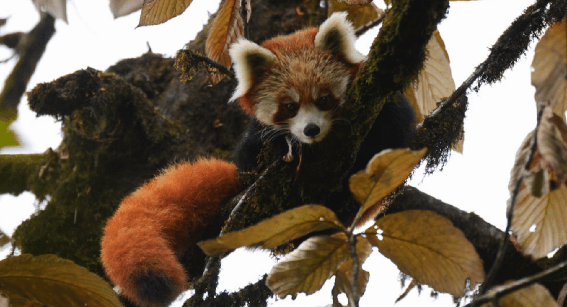 Red Panda: Two Species Or One?