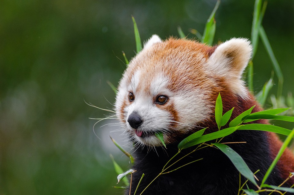 red-panda-bamboo2.jpeg
