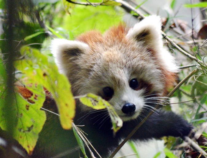 Red panda cub Suntail