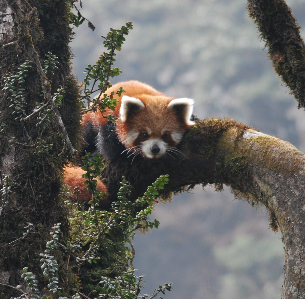 Red panda cub in Eastern Nepal