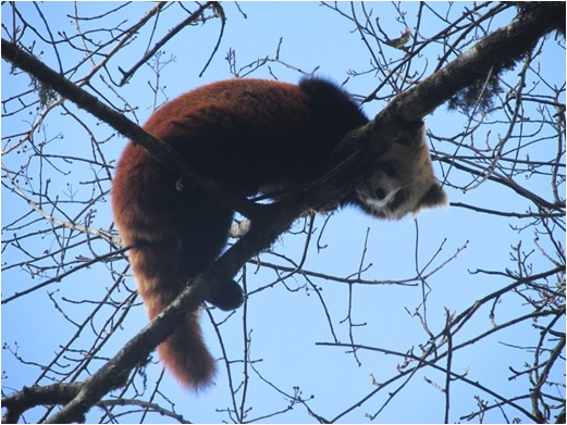 Red panda at night
