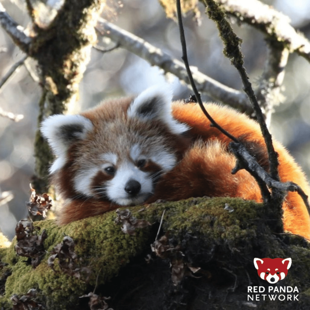 Wild red panda keeping warm in eastern Nepal