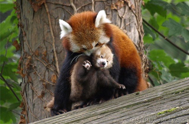 Red panda Chester Zoo