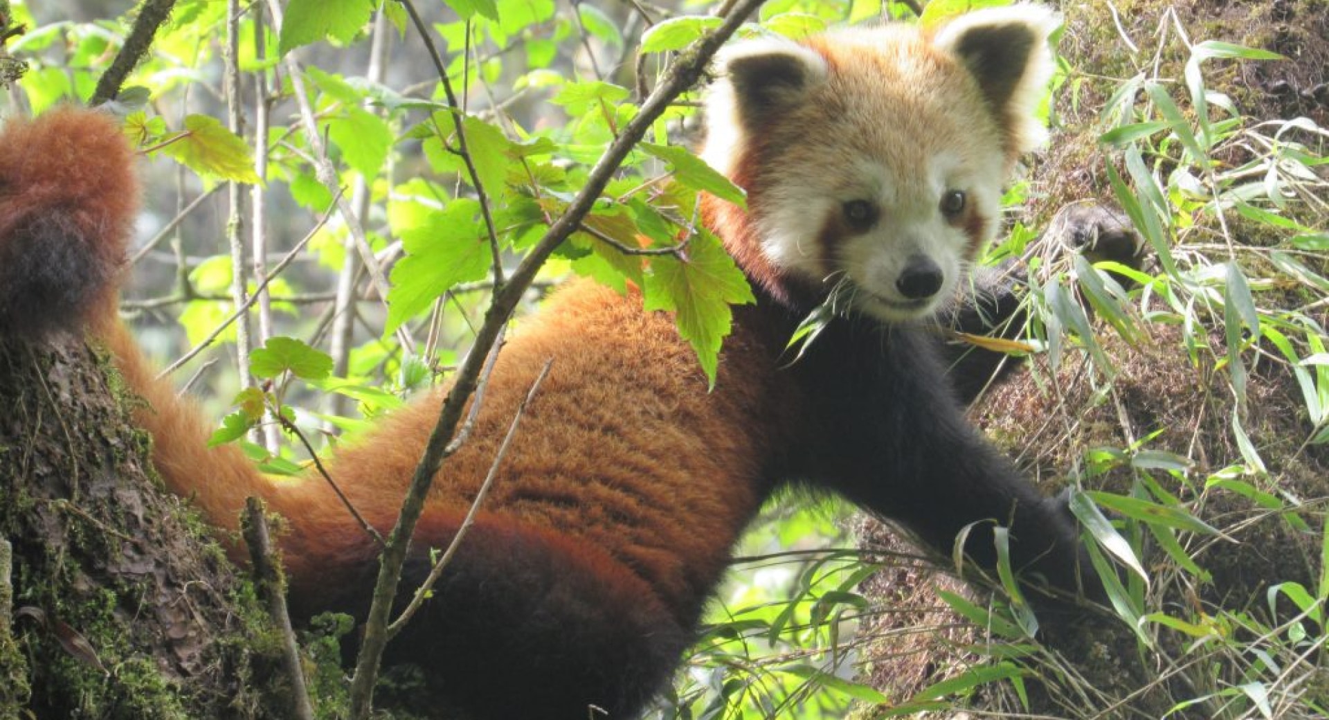 Shelter from the Storm: How Red Panda Protection Can Help Other Species in Decline