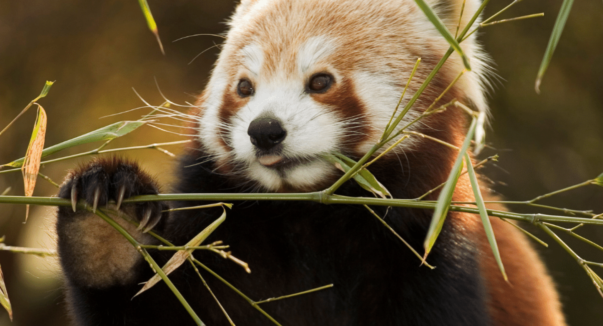 What is Driving the Increased Demand for Red Panda Pelts?