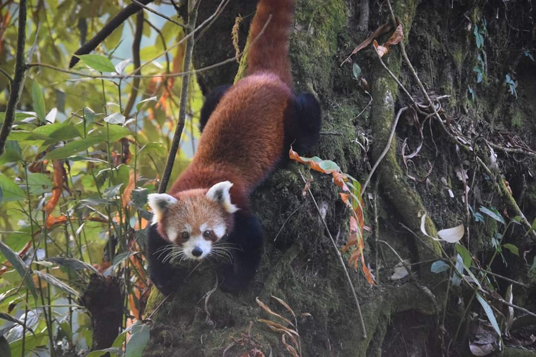 Red Panda walking down tree