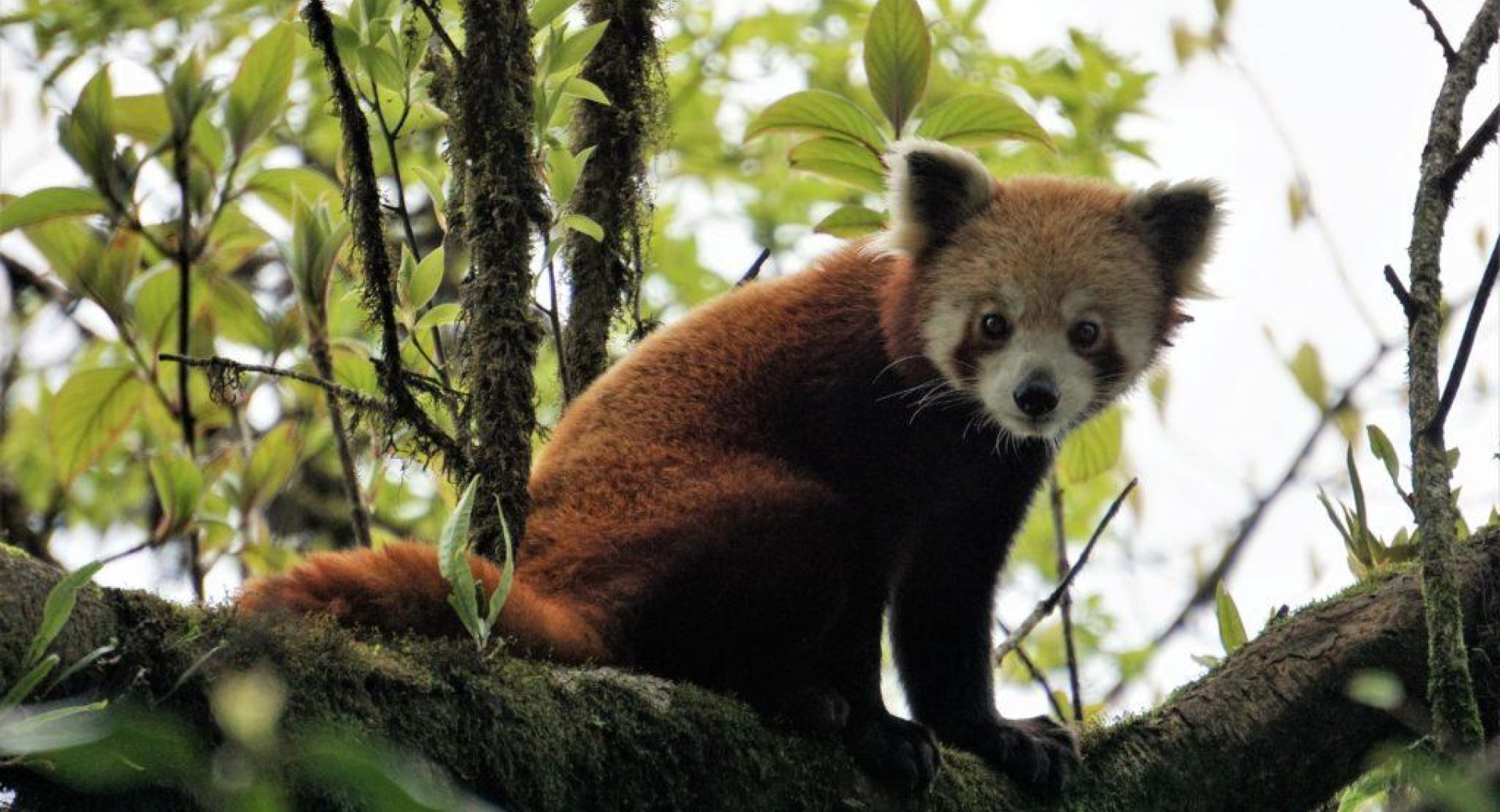 Help RPN Plant A Red Panda Home!