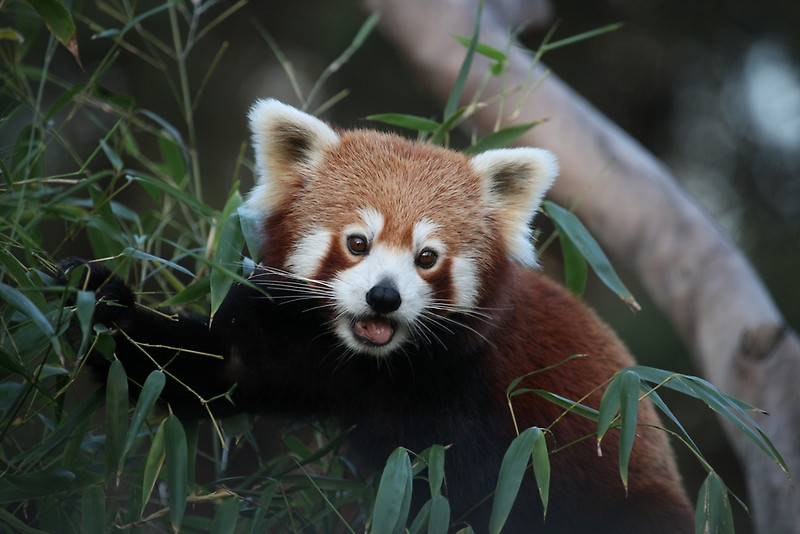Red panda in Sakteng Wildlife Sanctuary