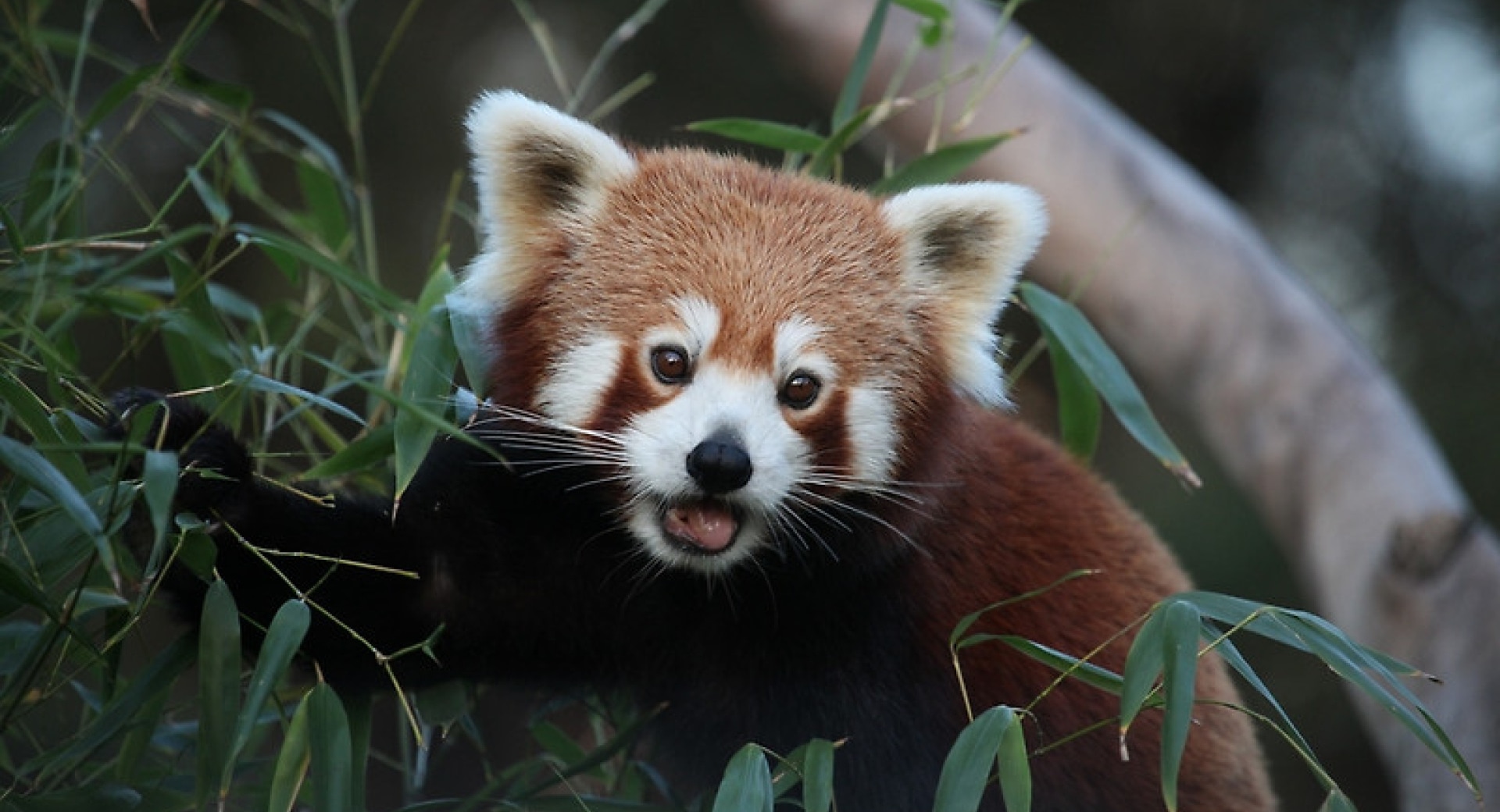 A Plan of Action to Conserve Bhutan's Red Panda
