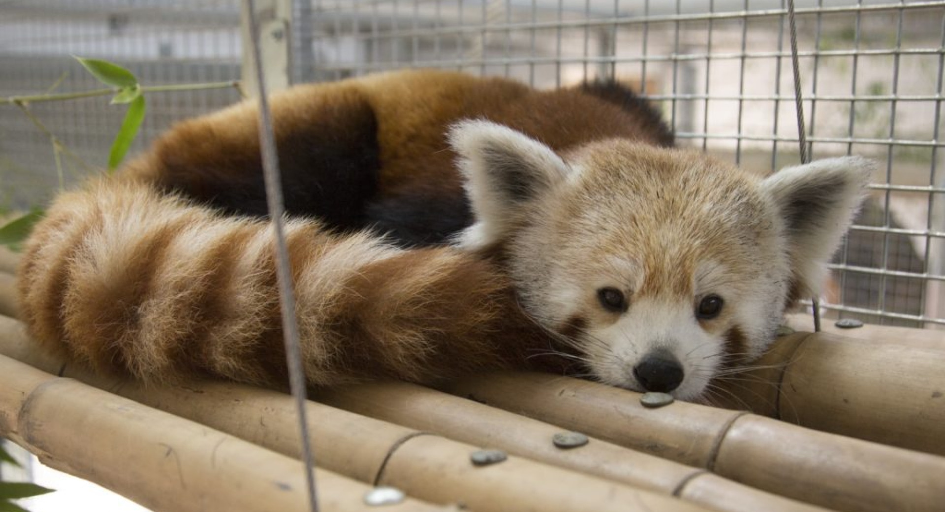 Happy Hollow Zoo: A Heavyweight for Red Panda Conservation