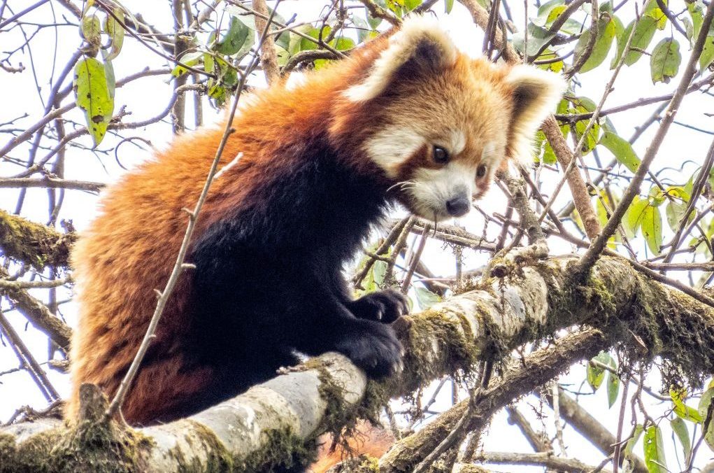 Wild red panda in Eastern Nepal