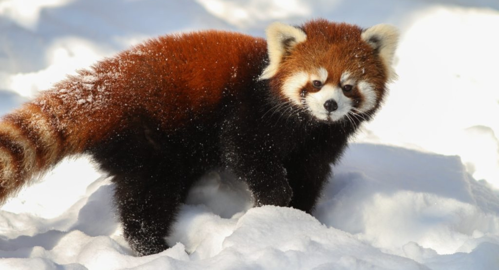 I'm Dreaming Of A White Christmas…And A Red Panda!