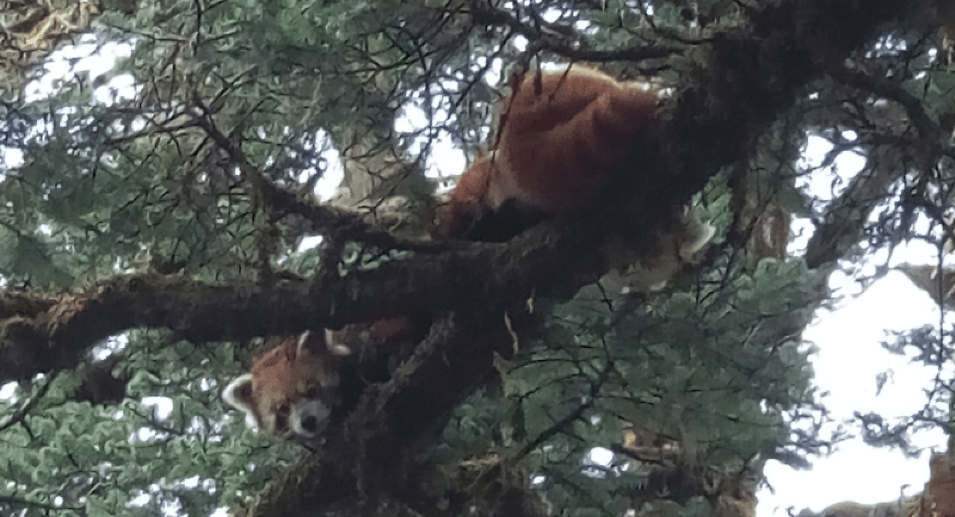 First Red Pandas Photographed in Western Nepal!