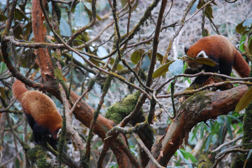 Wild red pandas in Eastern Nepal