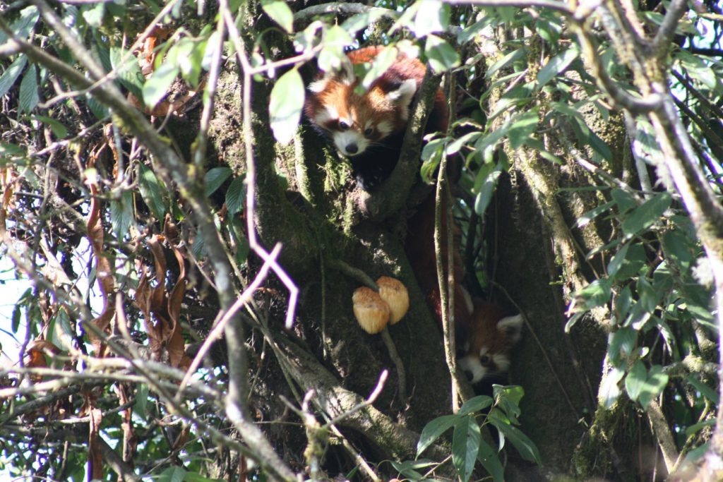 Wild red panda in tree