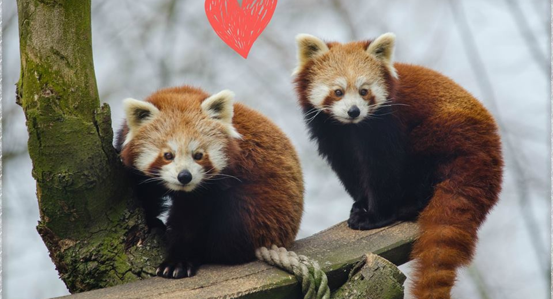 A Red Panda Valentines Day