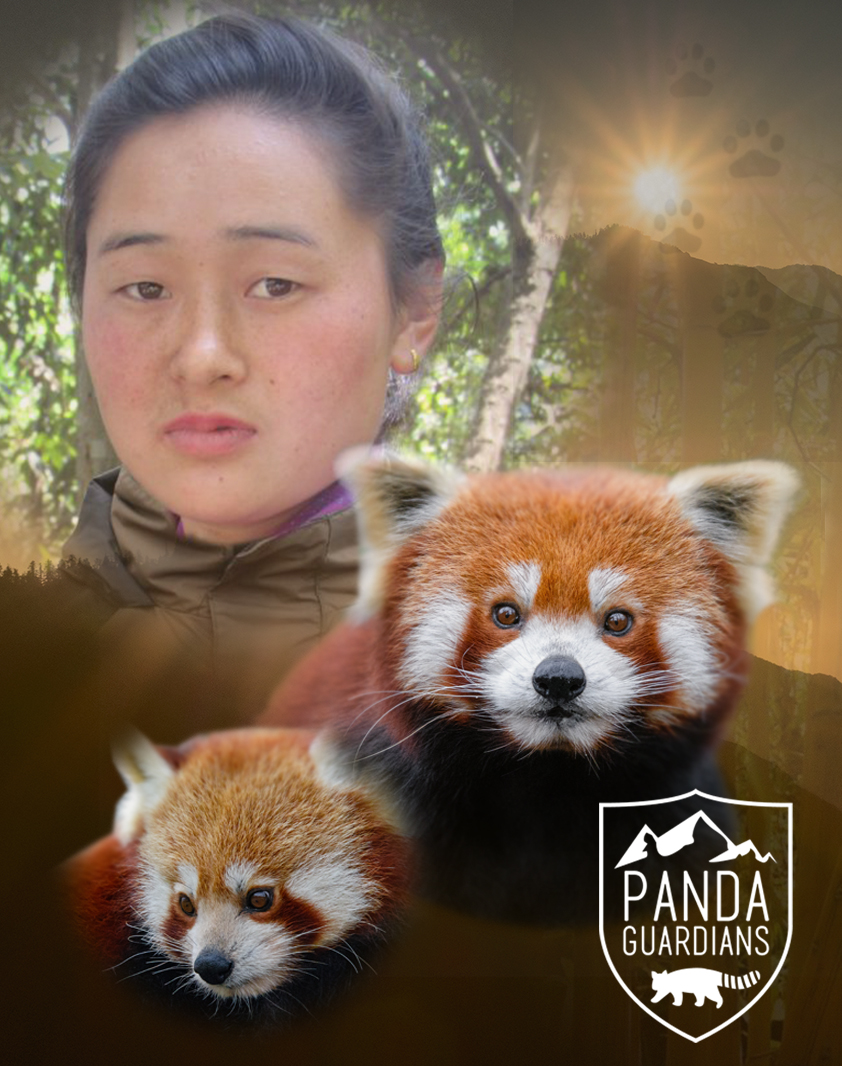 red_panda_guardianV3_no_text-0001.jpg