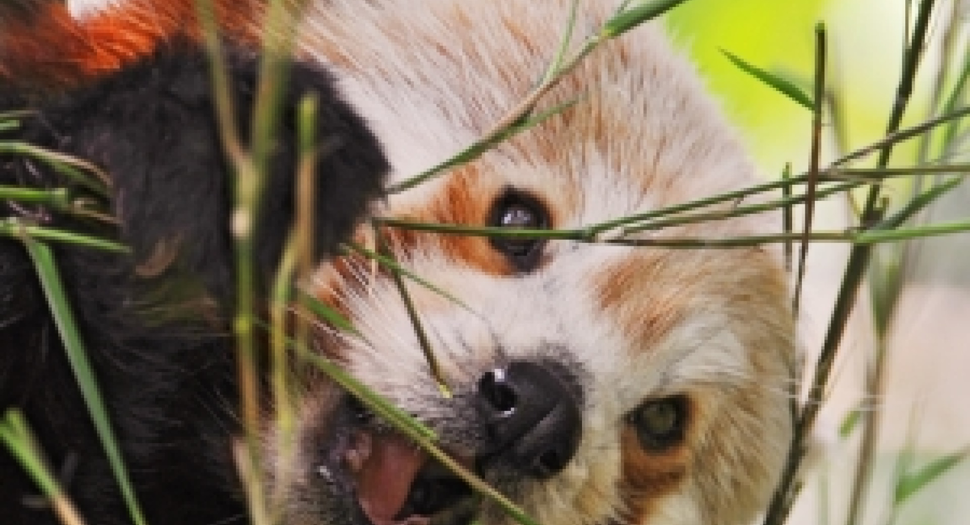 Red Pandas and Climate Change