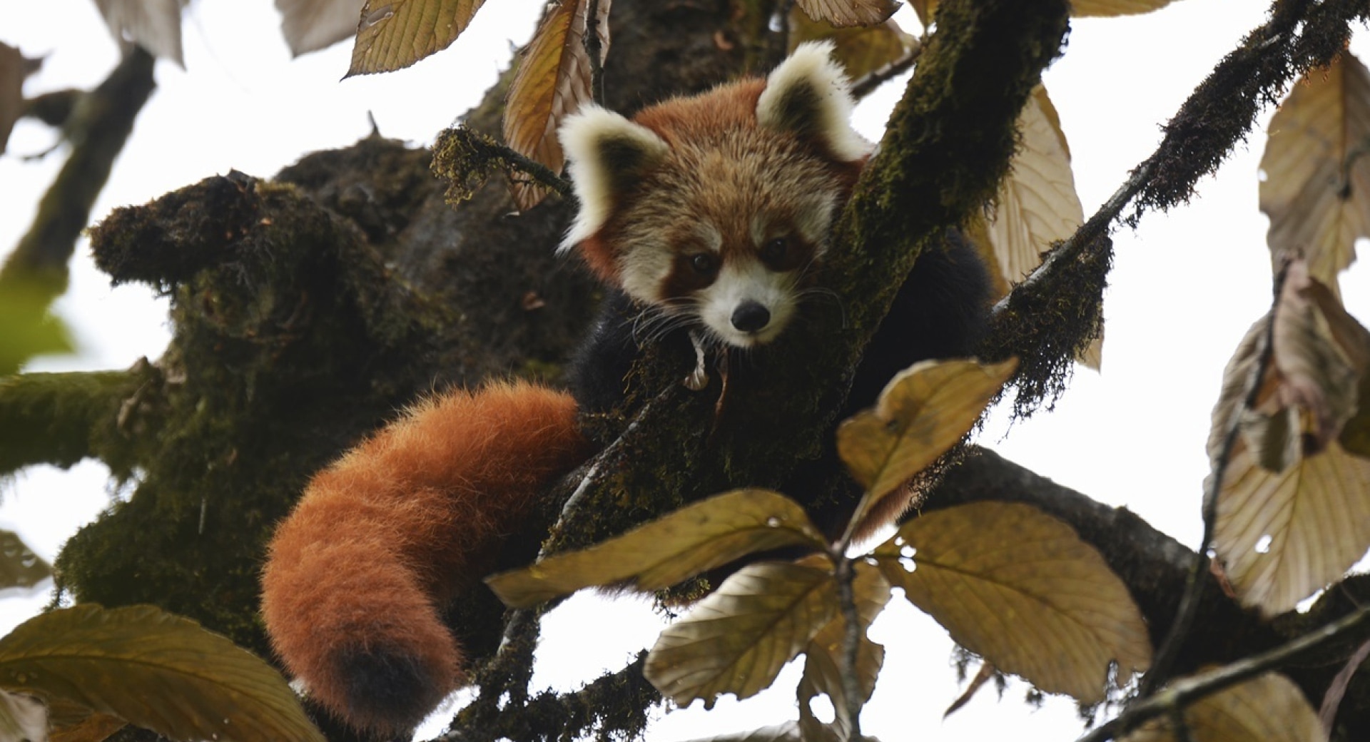 Space use, interaction and recursion in a solitary specialized herbivore: a red panda case study.