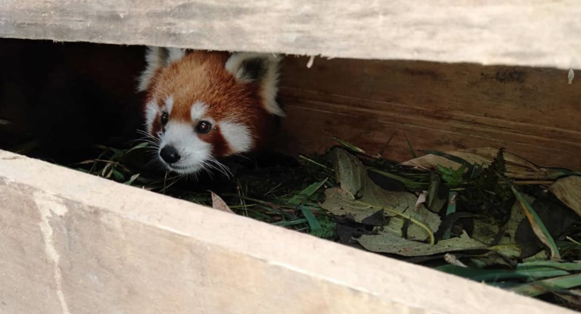 Red panda attacked by dogs, rescued by locals