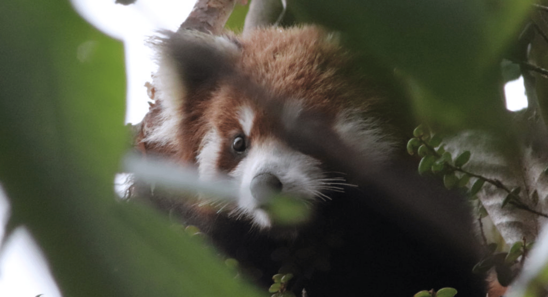A New Life for Herders and Red Pandas in the Himalayas