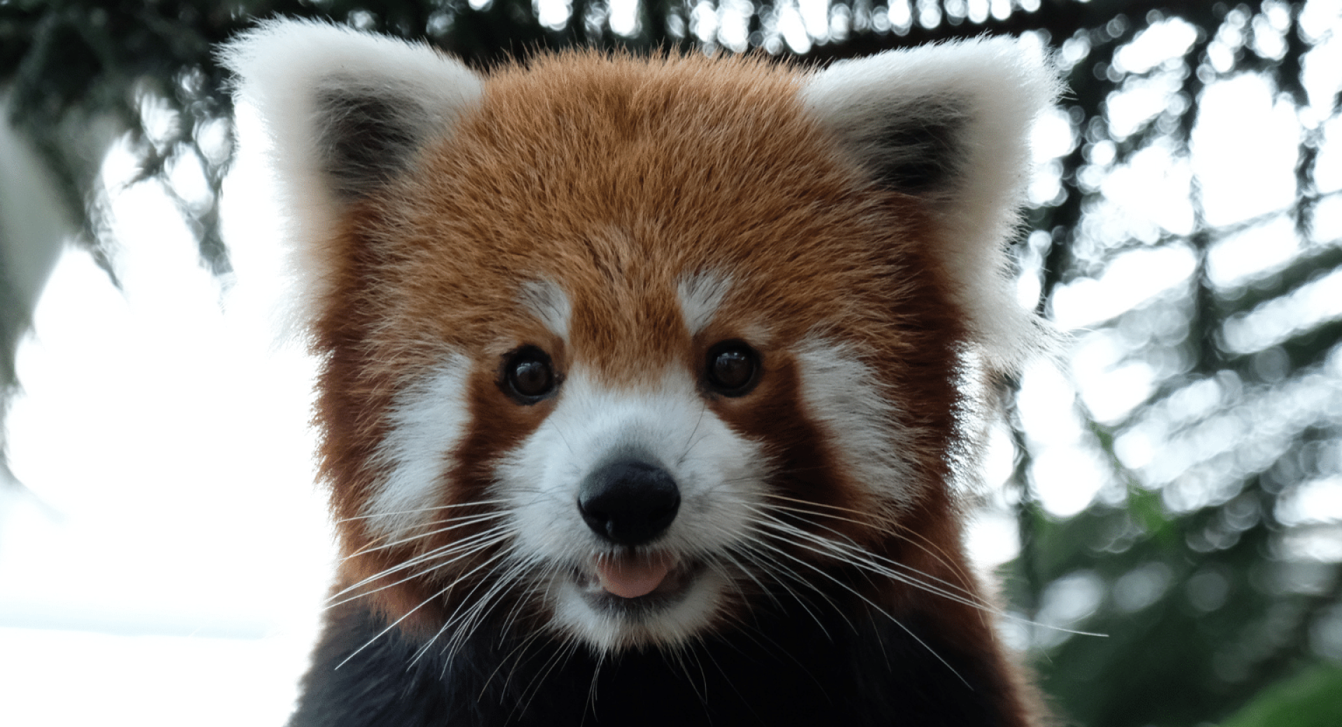 A 'Sanctuary' for Red Pandas